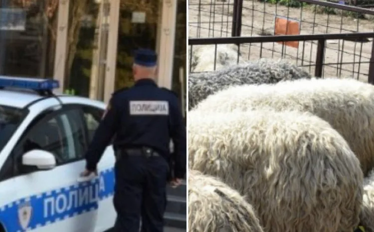 Slučaj u BiH: Ukrali ovcu iz tora pa je prodali