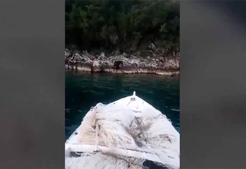 Medvjed se kupao u moru u blizini Neuma (VIDEO)
