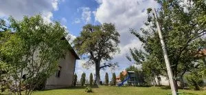 Kruška Bege Durakovića stara 150 godina