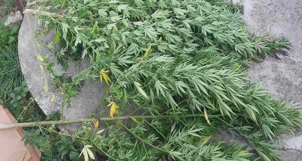 Pronađena plantaža marihuane, uhapšene dvije osobe