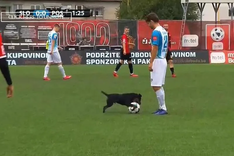 Sky Sports objavio simpatični prizor iz Tuzle/ Pas koji dribla