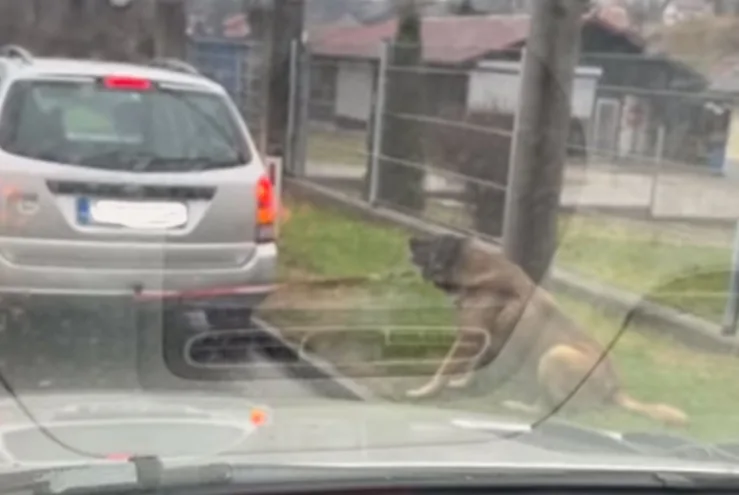 Tuzlak zavezao psa za auto i vukao po cesti