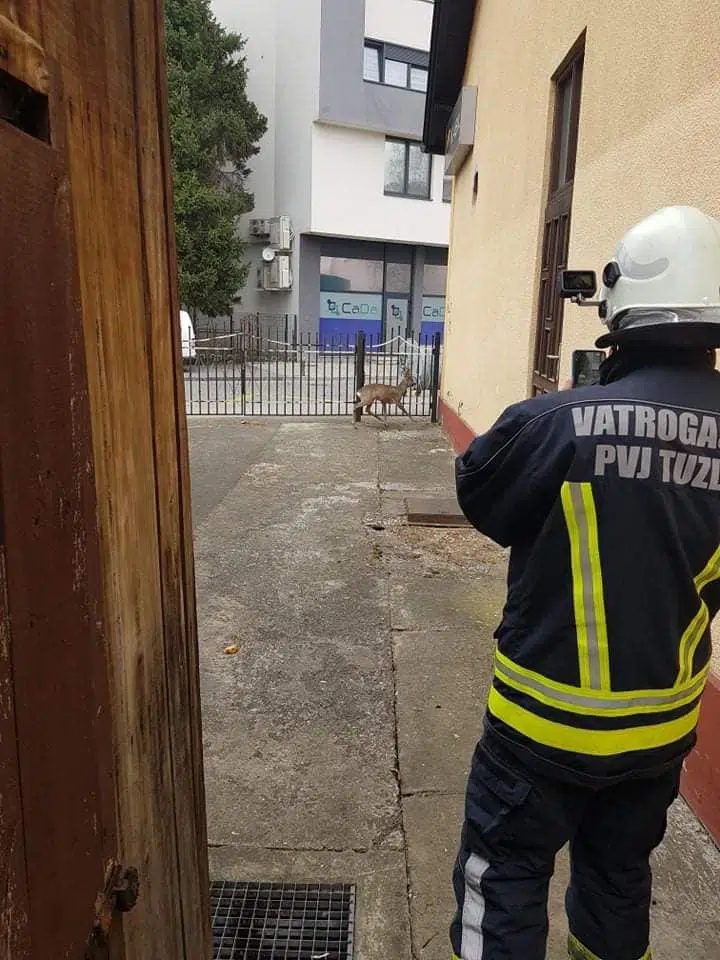 Vatrogasci u centru Tuzle spasili srndaća FOTO