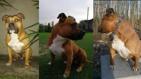 Nestao pas na području Dobošnice