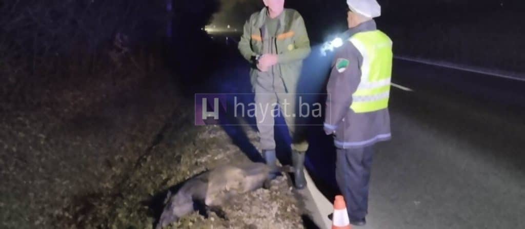 nesreća kod tuzle: mercedesom naletio na divlju svinju (foto)