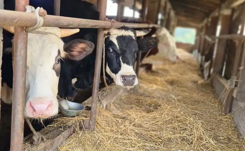 Lactalis BH: Otkupljeno 43 miliona litara mlijeka
