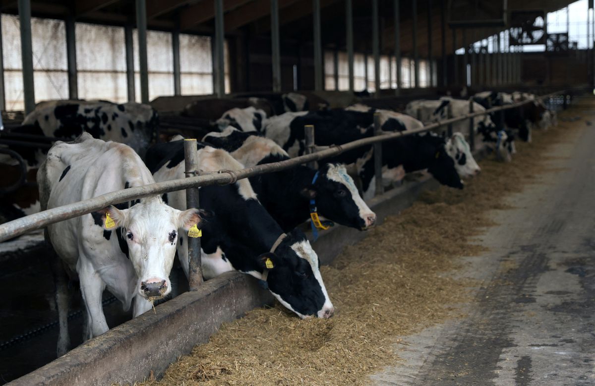 reuters.com/ pažnju svijeta privukla farma mlijeka iz kalesije koja proizvodi struju iz životinjskih fekalija