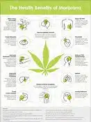 The Secrets of Medical Marijuana Revealed