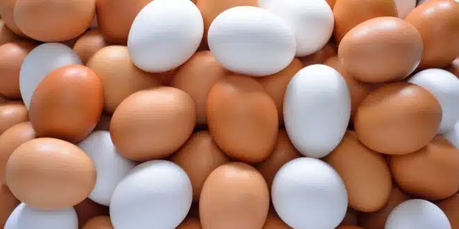 Koja je razlika između smeđih i bijelih jaja?