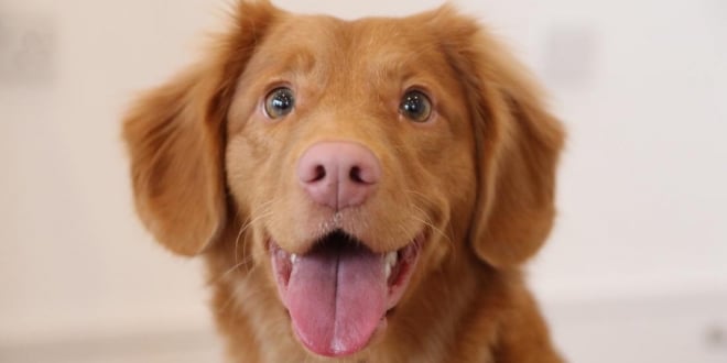 do 30.marta besplatno mikročipovanje pasa u veterinarskoj stanici srebrenik – .