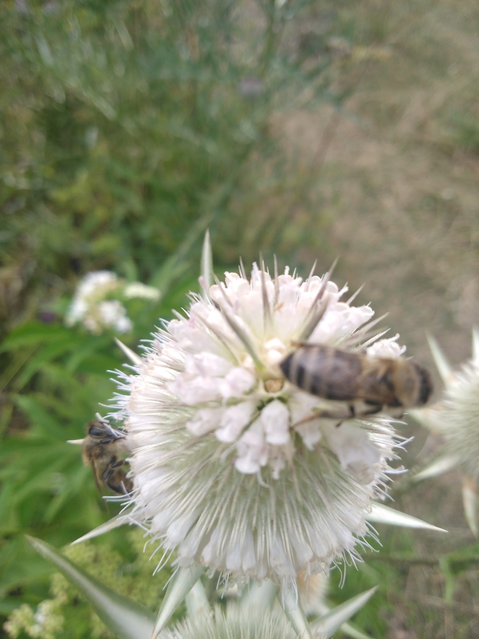 “vrijesak” živinice: promjena temperatura ne bi trebala utjecati na pčele
