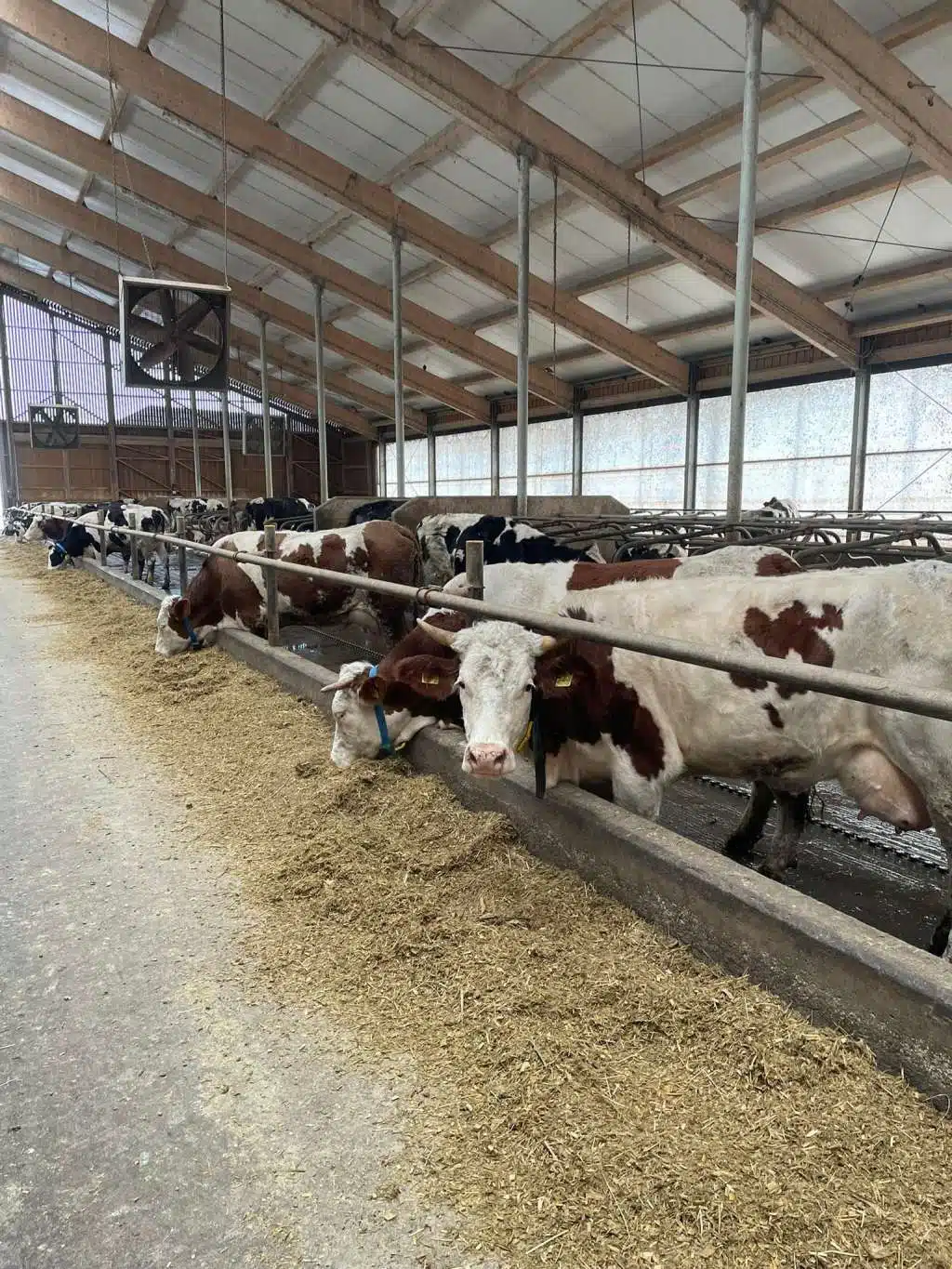 Visokotehnološka farma mlijeka u Kalesiji proizvodi struju iz organskog otpada | RTVTK