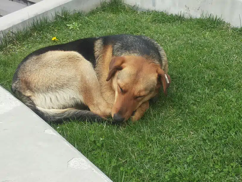 Dogs Trust: Apel vlastima za hitnu reakciju i sprečavanje svih budućih monstruoznosti nad psima