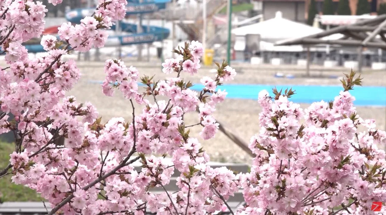 (Video) Proljeće na Panonnici: Japanska trešnja u punom sjaju |
