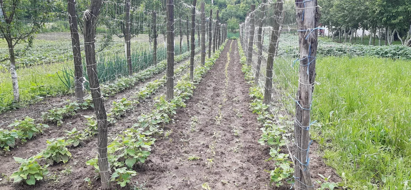 Kišne padavine prave probleme poljoprivrednicima