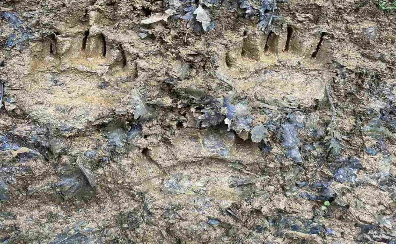 Na prostoru Međeđe, Nezuka i Baljkovice primjećen medvjed (FOTO)
