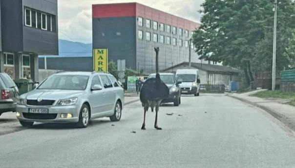 Noj šetao ulicama Gračanice