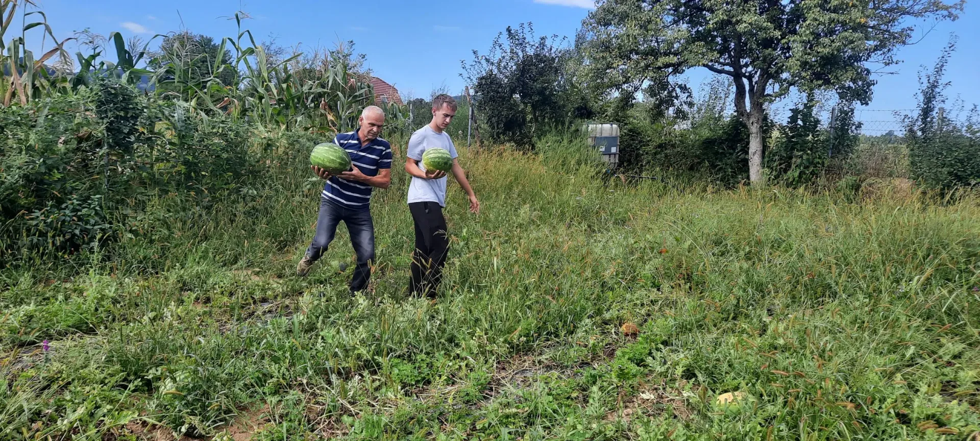 Gračaničke lubenice najbolje gase žeđ