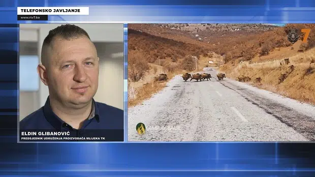 (VIDEO) Divlje svinje uništavaju skoro sve poljoprivredne usjeve TK