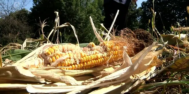 Divlje svinje uništiše poljoprivredne proizvode –