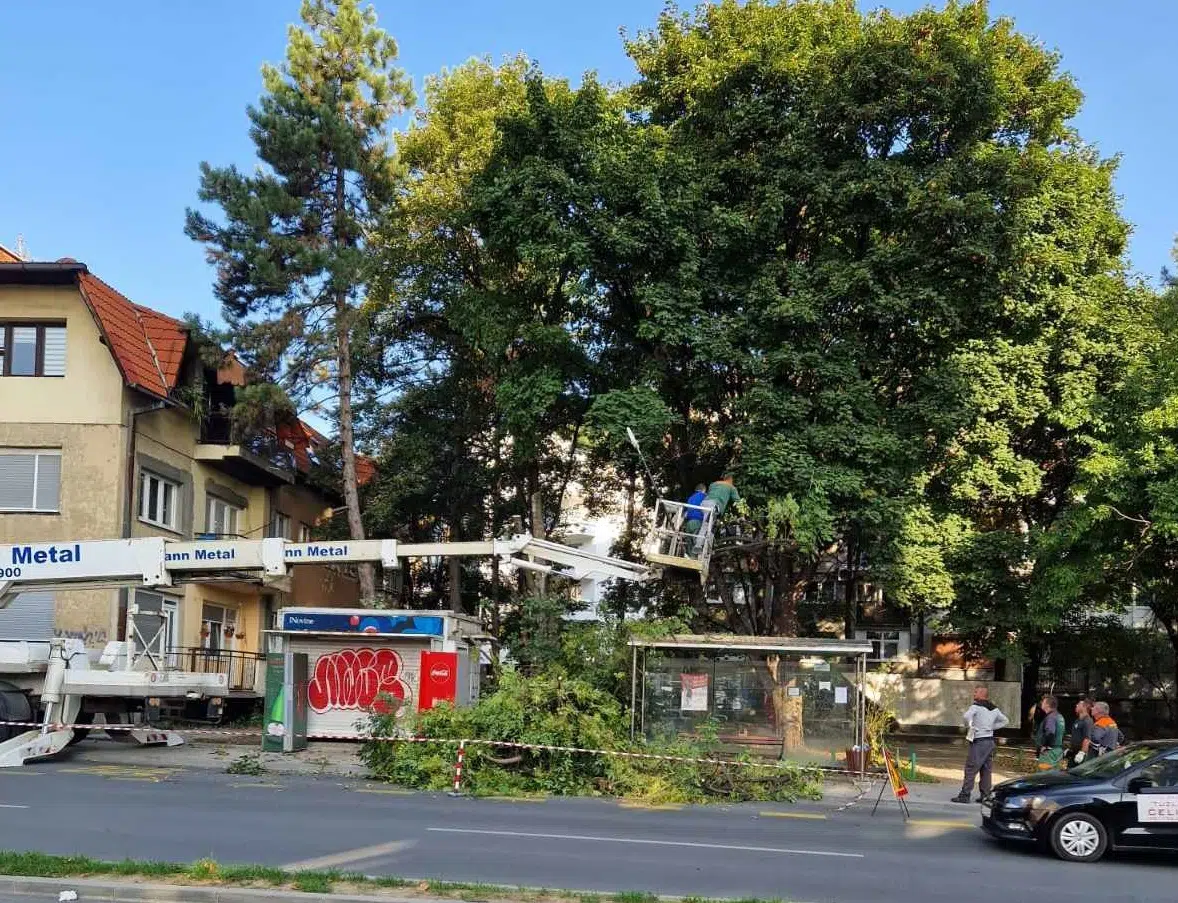 U toku sječa i uklanjanje drveća u Tuzli