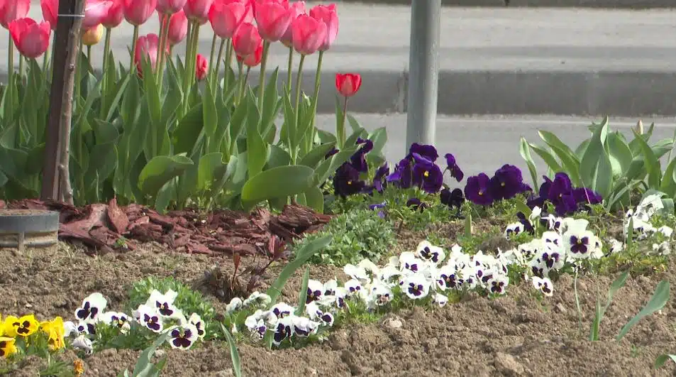 (VIDEO) U toku brojne aktivnosti na proljetnom uređenju Grada Tuzla