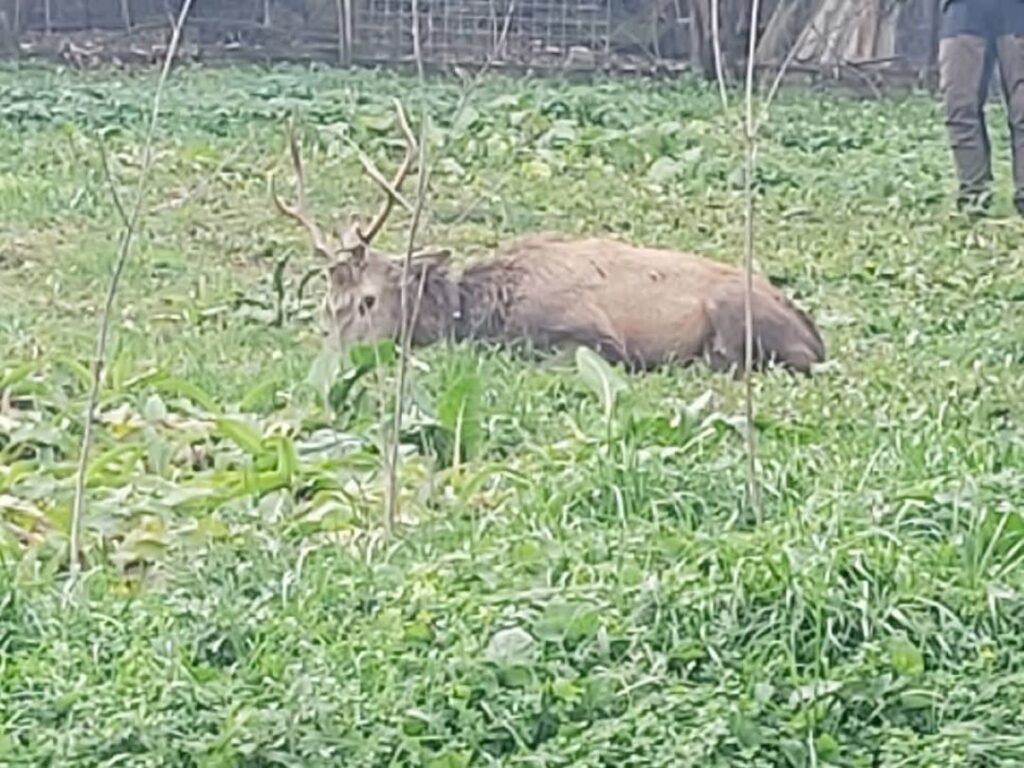 Jelen koji je proteklih dana viđan u Tuzli vraćen u prirodu (FOTO)