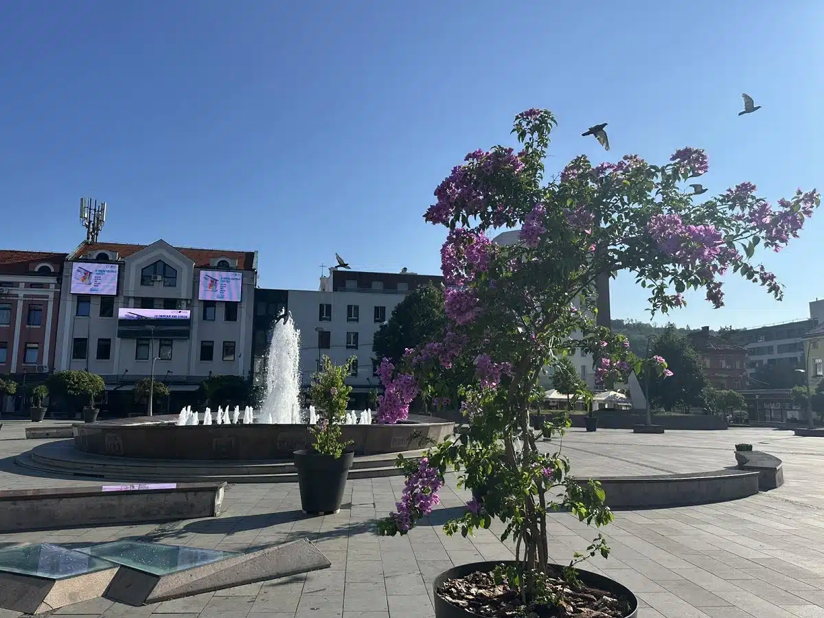 Mediteran u srcu Tuzle: Trg slobode ukrašen palmama i oleanderima