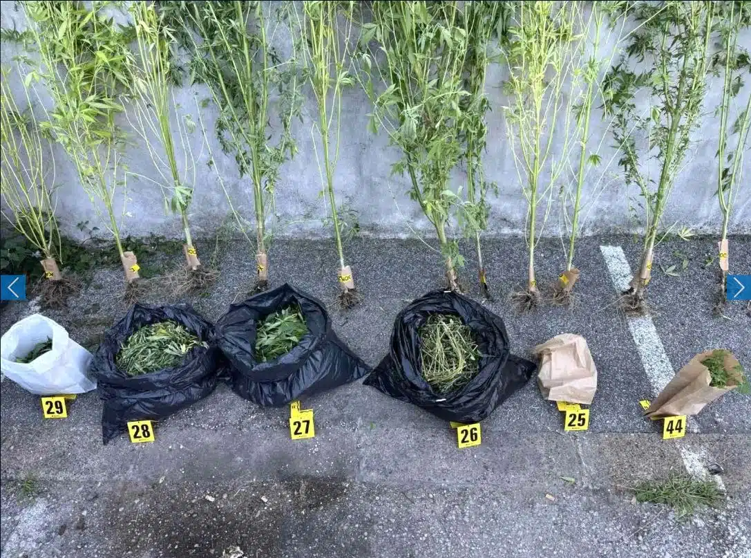 Policija u Gračanici zaplijenila veću količinu droge, jedna osoba uhapšena