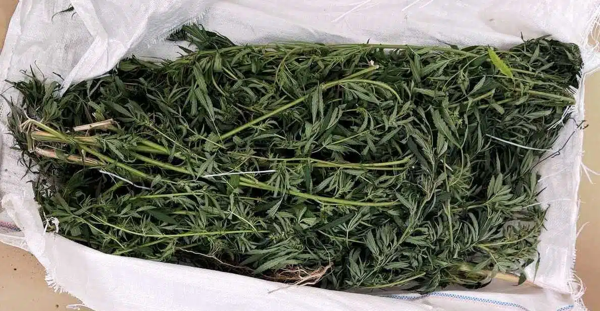 Velika zapljena droge u Modriči i Gradačcu: Policija oduzela više od 23 kilograma marihuane