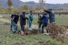 Započela sadnja 205 stabala na Gradskom groblju „Drežnik“
