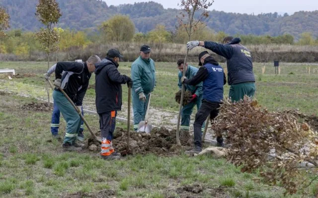 Započela sadnja 205 stabala na Gradskom groblju „Drežnik“